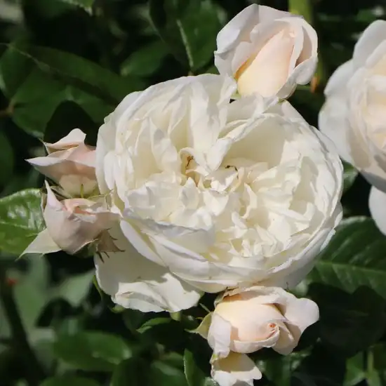 Rosa Summer Memories® - alb - trandafir de parc